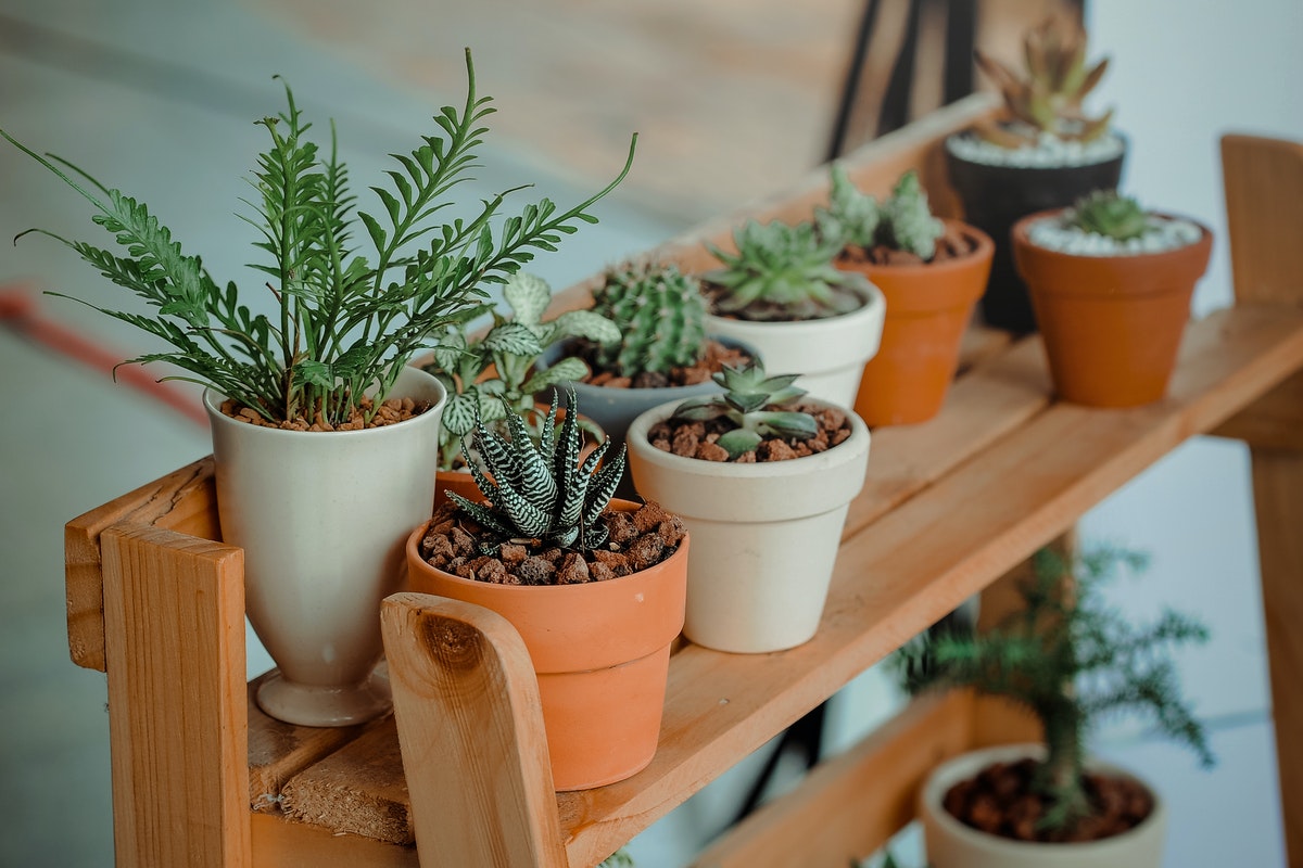 Five House Plants that Are Easy for Apartment Owners to Maintain