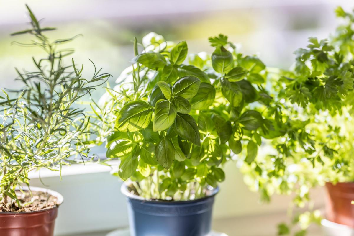 Six Herbs You Should Grow in Your Apartment