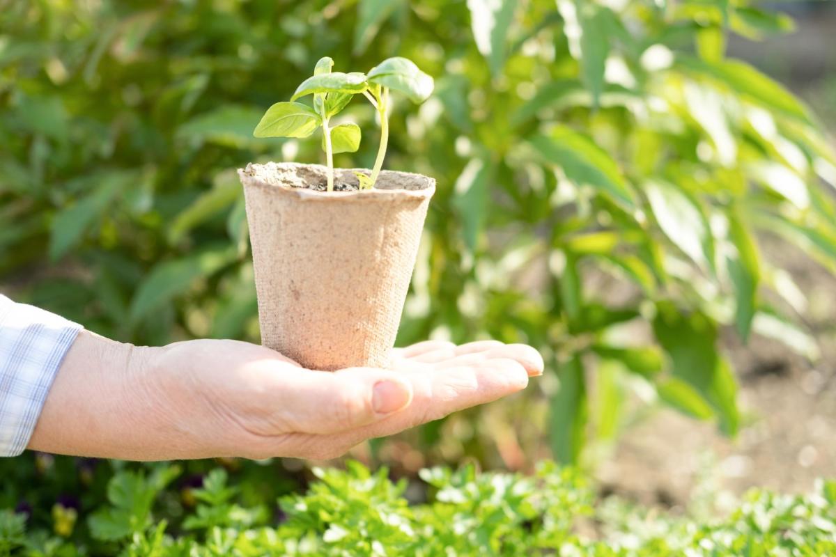 Seven Herbs to Grow in Your Apartment