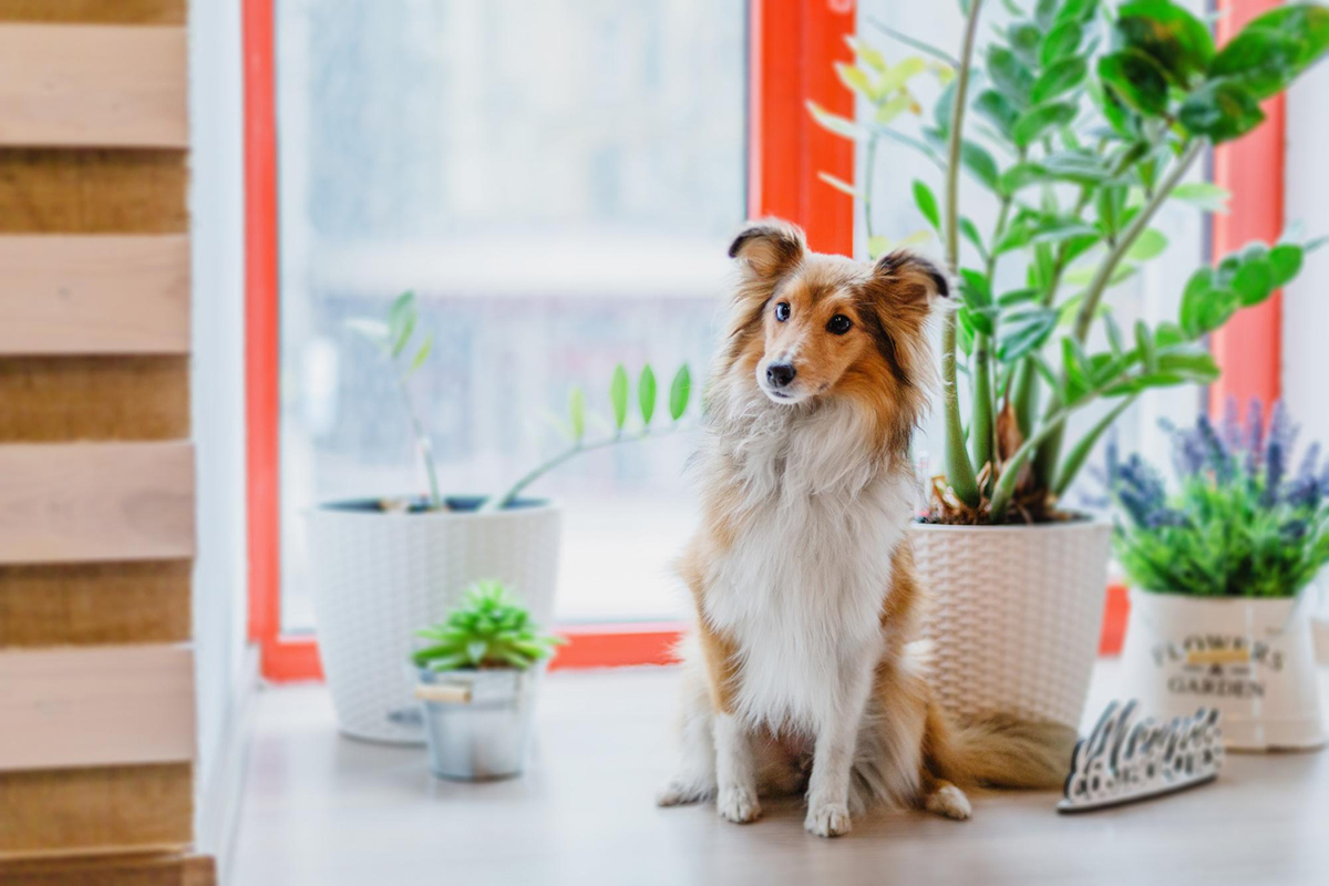 Moving with Your Pet: Tips for Finding the Right Apartment