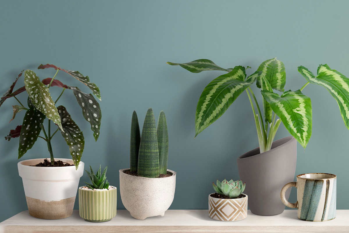 Why Artificial Plants Are a Great Idea if You Don’t Have a Green Thumb
