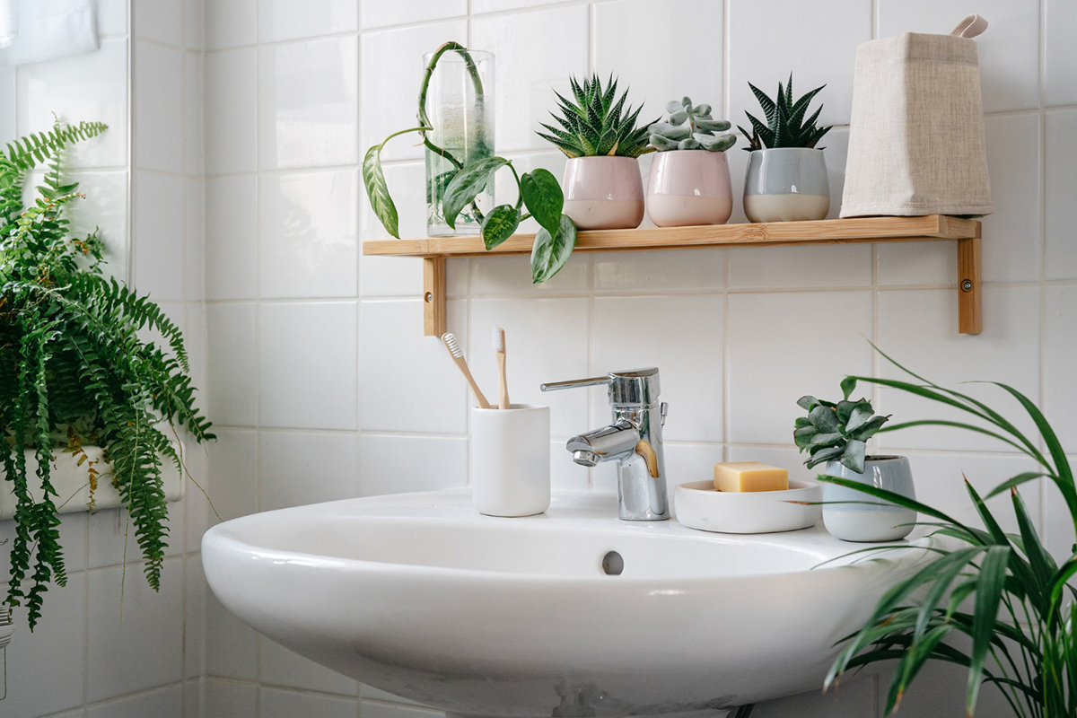 Transform Your Bathroom into a Serene Oasis With These Plants