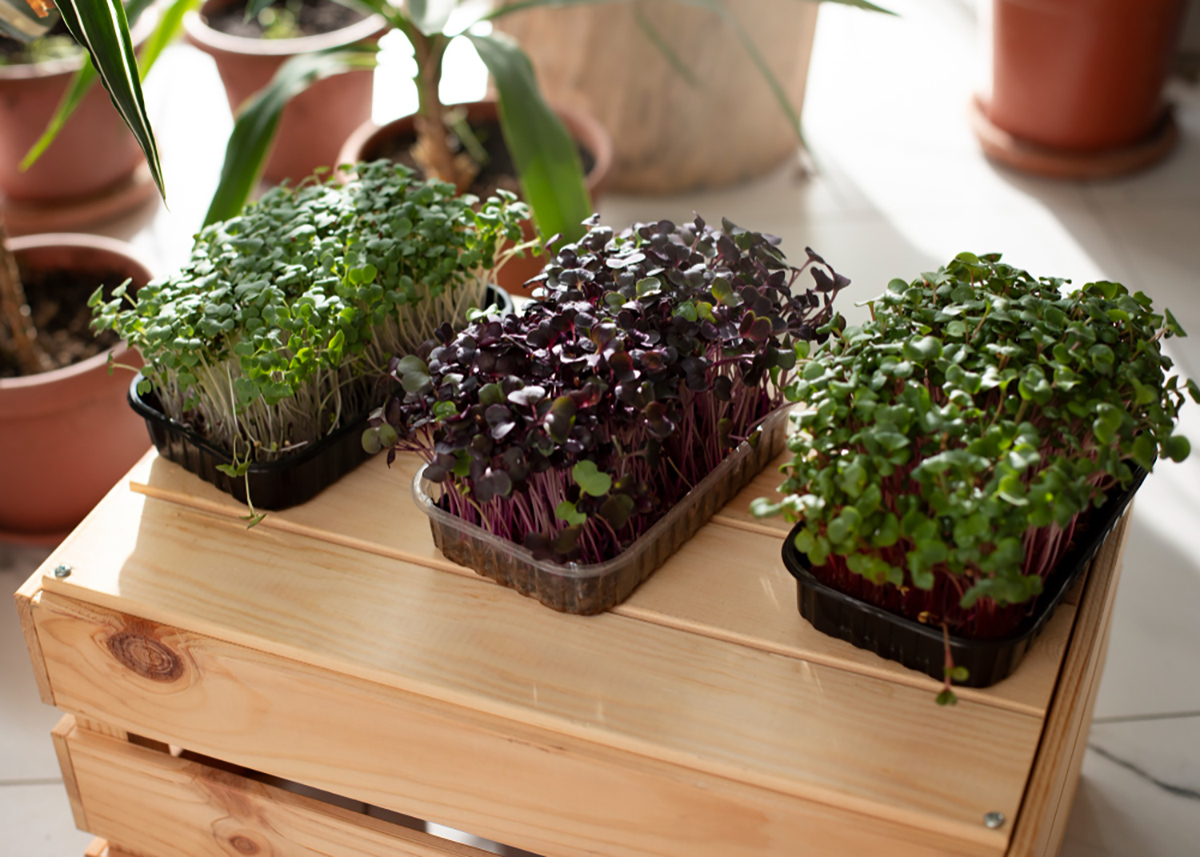 Edible Plants You Can Grow in Pots for Apartment Living