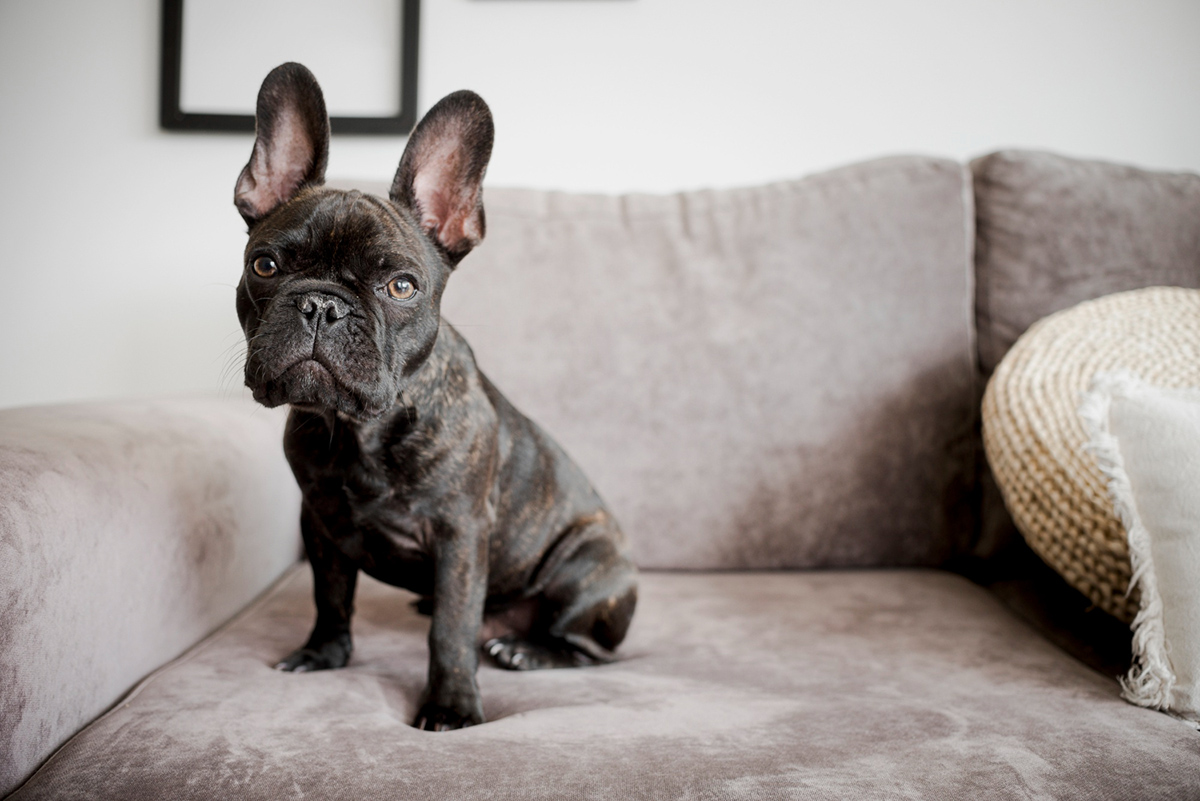 Best Small Dog Breeds for an Apartment & How to Keep Them Clean